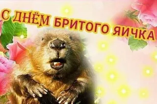 🥚 8e7bc2b2 С днем бритого яичка 海狸, 问候, 俄语, 幽默, 动物 telegram sticker