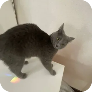 Дипинс telegram stickers