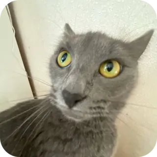 🐱 a33659a5 kot, szary kot, zwierzę, zwierzę domowe telegram sticker