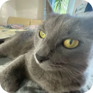 🐱 f2204416 kot, zwierzę domowe, zwierzę, szary kot telegram sticker