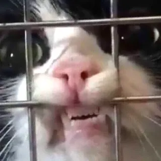 👀 dcbbfb01 kot, zwierzę, klatka, zwierzę domowe, koci telegram sticker