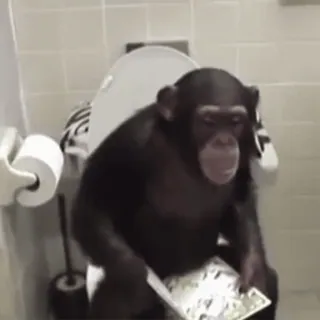 🚽 f87b4b49 simpanse, toilet, hewan, kamar mandi, primata telegram sticker