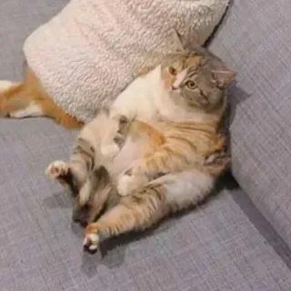 😏 1b53096f chat, animal, animal de compagnie, chat domestique, mammifère, félin telegram sticker