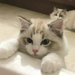 🤪 24278bf2 chat, mignon, ragdoll, chaton, animal, animal de compagnie, domestique, félin telegram sticker