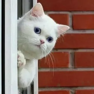 😚 2535f12f chat, chat blanc, animal de compagnie, animal, mignon, chaton telegram sticker