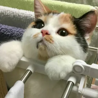 🥳 25ad22cb chat, mignon, calico, animal, animal de compagnie telegram sticker
