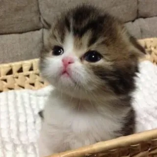 🥳 30510a8e chaton, chat, mignon, animal, animal de compagnie, bébé animal telegram sticker