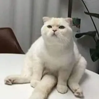 🤓 5aaa4cc5 chat, animal, animal domestique, animal de compagnie, chat blanc, mignon telegram sticker