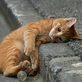 🥳 83e51a80 chat, chaton, orange, animal, animal de compagnie, mignon telegram sticker