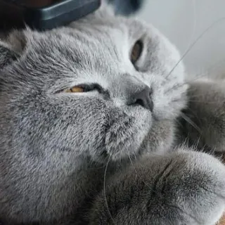🤓 9c2d8f8a chat, animal, chat gris, British Shorthair, animal de compagnie telegram sticker