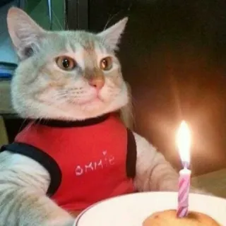 🤩 a3c5d149 OMRIE chat, anniversaire, animal de compagnie, animal, mignon, fête, gâteau telegram sticker