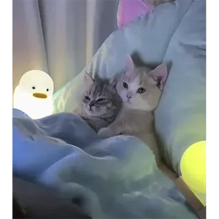 😴 3b4622f1 猫, 小猫, 动物, 宠物, 可爱, 家养动物 telegram sticker