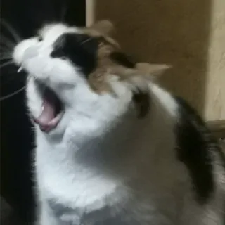 🙀 41a7633a 猫, 打哈欠, 宠物, 动物, 家猫 telegram sticker