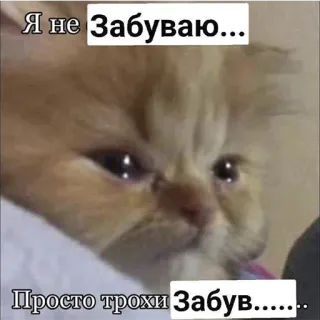 🤔 717a4c50 Я не Забуваю...
Просто трохи Забув..... 猫, 梗, 搞笑, 健忘, 动物, 可爱 telegram sticker