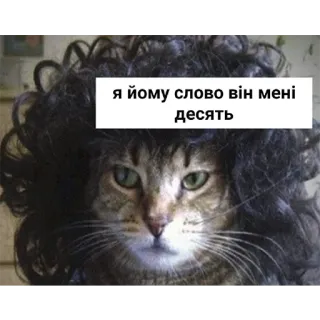 😐 7af10bd7 Я йому слово він мені десять 猫, 假发, 搞笑, 幽默, 梗, 动物, 宠物 telegram sticker