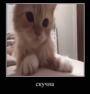 🐈 01885ace скучна gatto, gattino, carino, annoiato, annoiato, meme telegram sticker