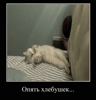 🍞 1042b1ac Опять хлебушек... gatto, dormire, pane, meme, carino, divertente telegram sticker