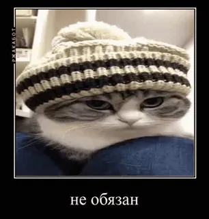 🙅 26150e5f не обязан gatto, animale, meme, cappello, divertente telegram sticker