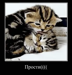 🥺 90528e36 Прости((((( gattini, gatti, carino, perdono, scuse telegram sticker