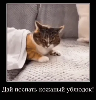 😴 aace52df Дай поспать кожаный ублюдок! gatto, divertente, assonnato, animale, meme telegram sticker