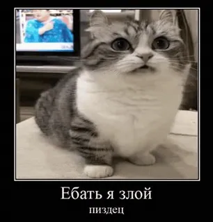 😡 ad611422 Ебать я злой 
пиздец gatto, meme, divertente, arrabbiato, offensivo telegram sticker