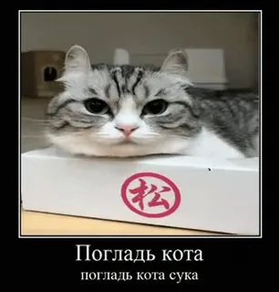 🐈 b9117382 Погладь кота
погладь кота сука gatto, meme, animale, divertente, russo, testo, grigio telegram sticker