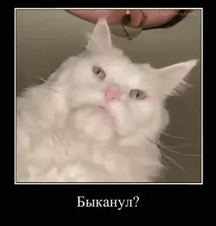 🐂 bfafc3f9 Быканул? gatto, meme, animale, divertente, russo, didascalia telegram sticker