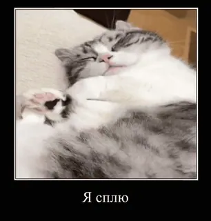 💤 e0abd664 Я сплю gatto, dormire, russo, meme, demotivazionale, animale telegram sticker