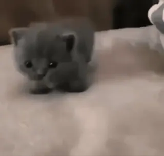 💕 0fb27b3c kociak, kot, słodki, zwierzę, zwierzę domowe, kot domowy, brytyjski krótkowłosy telegram sticker