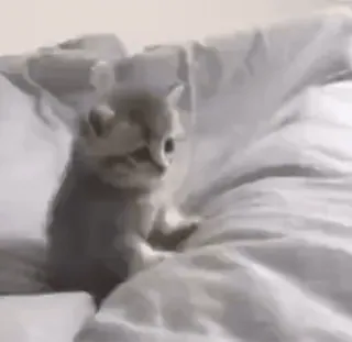 ☁️ 2396f5b4 kot, kociak, słodki, zwierzę, zwierzę domowe, zwierzę domowe, łóżko, uroczy, mały telegram sticker