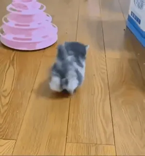 👋 83967a09 kot, kociak, słodki, zwierzę domowe, zwierzę domowe, drewniana podłoga, zabawny, bieganie telegram sticker