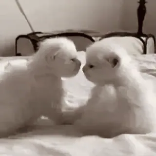 🌸 937775e5 kocięta, koty, słodkie, zwierzęta, zwierzaki, przyjaźń telegram sticker