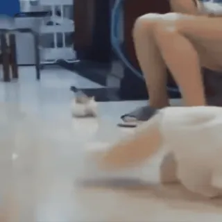 🐈 cb61164f kociak, kot, zwierzę domowe, zwierzę, zwierzę domowe, biały kot telegram sticker