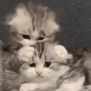 🎈 dfcec00f kotek, kot, słodki, zwierzęta, zwierzę domowe telegram sticker