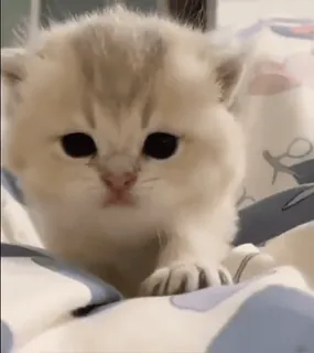 ☺️ ebd09158 kociak, kot, zwierzę, słodki, zwierzak, koci telegram sticker