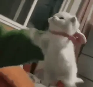 ☁️ fbe5c065 kot, kociak, słodki, zwierzę domowe, zwierzę, ssak telegram sticker