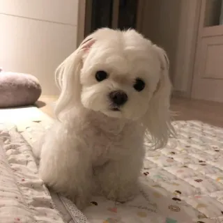 ☺️ 69a71376 犬, 子犬, 白, かわいい, 動物, ペット, マルチーズ telegram sticker