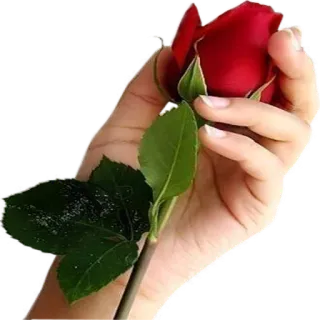❤️ f580f34c rose, fleur, rose rouge, main, romance, amour, cadeau, saint valentin whatsapp sticker