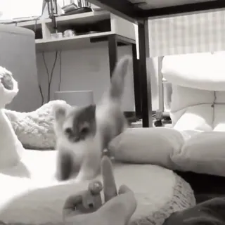 🤲 07b36d92 chat, doigt d'honneur, offensant, chaton, impoli whatsapp sticker