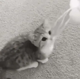 😉 18b3bd56 chat, chaton, animal, animal de compagnie, mignon, joueur, domestique whatsapp sticker