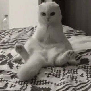 🤤 3bc56a15 chat, animal, animal de compagnie, animal domestique, chaton, mignon whatsapp sticker