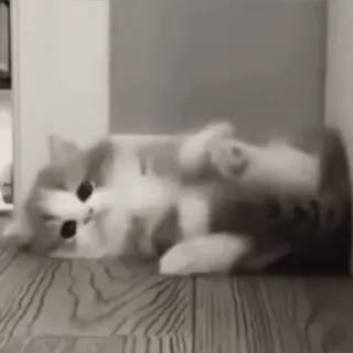 🌷 4efaabe6 chat, chaton, mignon, animal domestique, animal de compagnie, félin whatsapp sticker