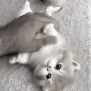 🐱 53989264 chat, chaton, mignon, animal de compagnie, animal, duveteux whatsapp sticker