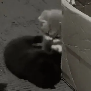 💗 5698c849 chat, chaton, boîte, animal de compagnie, animal whatsapp sticker