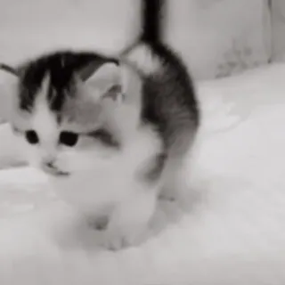 😧 5d488284 chaton, chat, animal, mignon, animal de compagnie, domestique whatsapp sticker