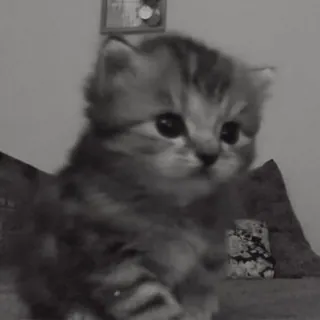 🧸 62c12a83 chaton, chat, animal, mignon, animal domestique whatsapp sticker