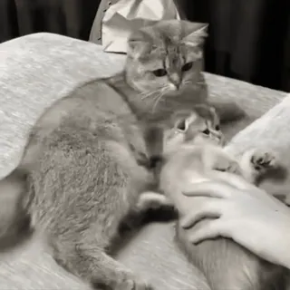 🤍 6451a6ab chat, chaton, animal, animal de compagnie, mignon, mammifère, chat domestique whatsapp sticker