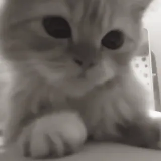 🙁 68b15788 chat, chaton, mignon, animal de compagnie, animal, domestique, félin whatsapp sticker
