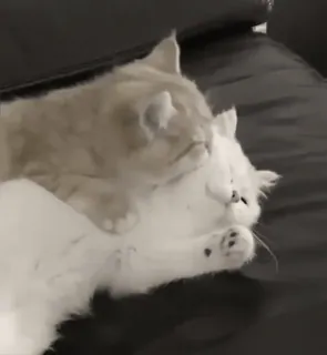 👅 6ba69c19 chats, chatons, animaux, animaux de compagnie, mignon, animaux domestiques whatsapp sticker