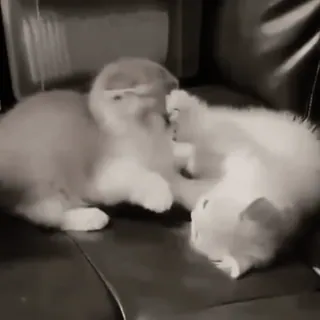 😟 6ed391b0 chats, chatons, animaux de compagnie, animaux, mignon, jouer whatsapp sticker